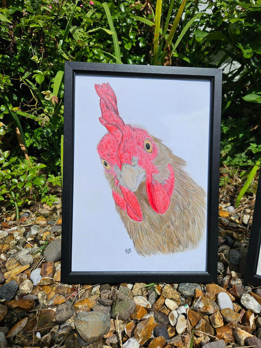 Cheeky chook - Original drawing