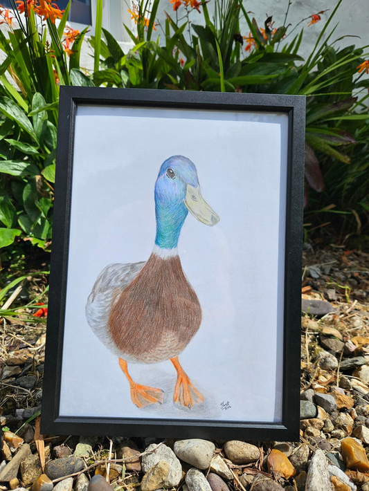 Desmond Duck - Original Artwork