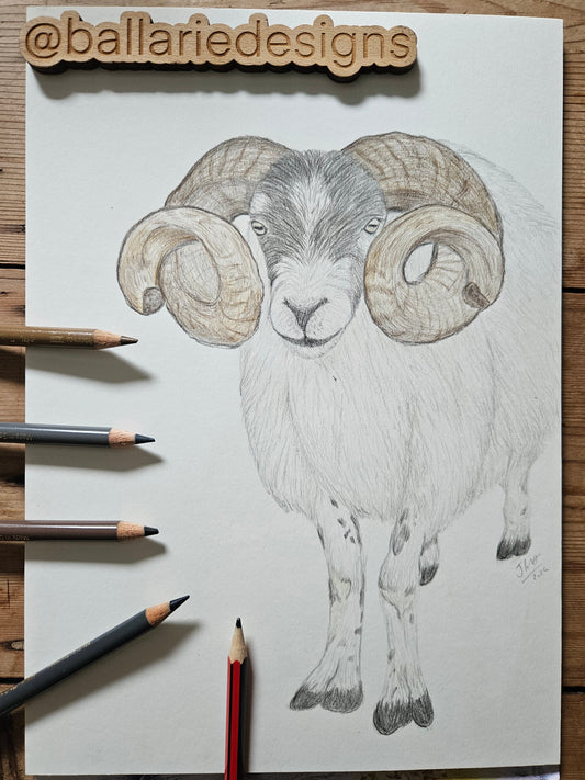 'Ballarie Boy' RAFFLE for Original unframed drawing of Blackface tup