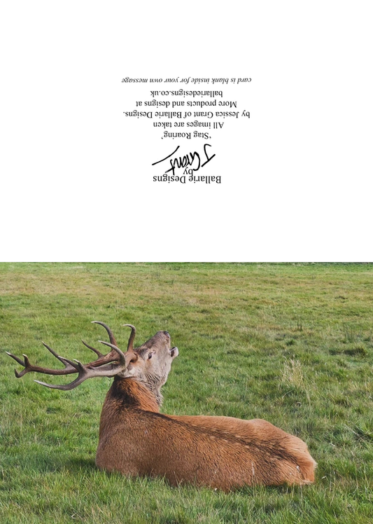 Stag Roaring - Greeting Card