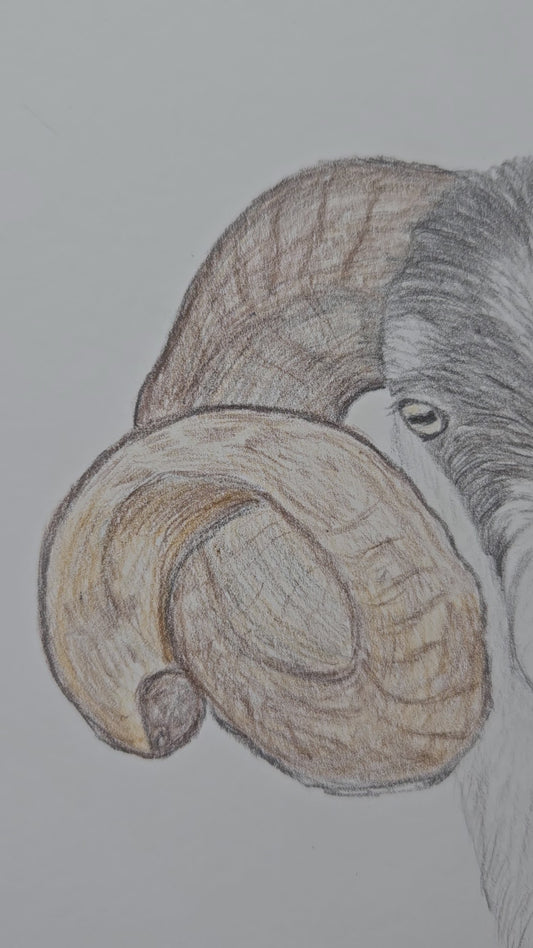 'Ballarie Boy' RAFFLE for Original unframed drawing of Blackface tup