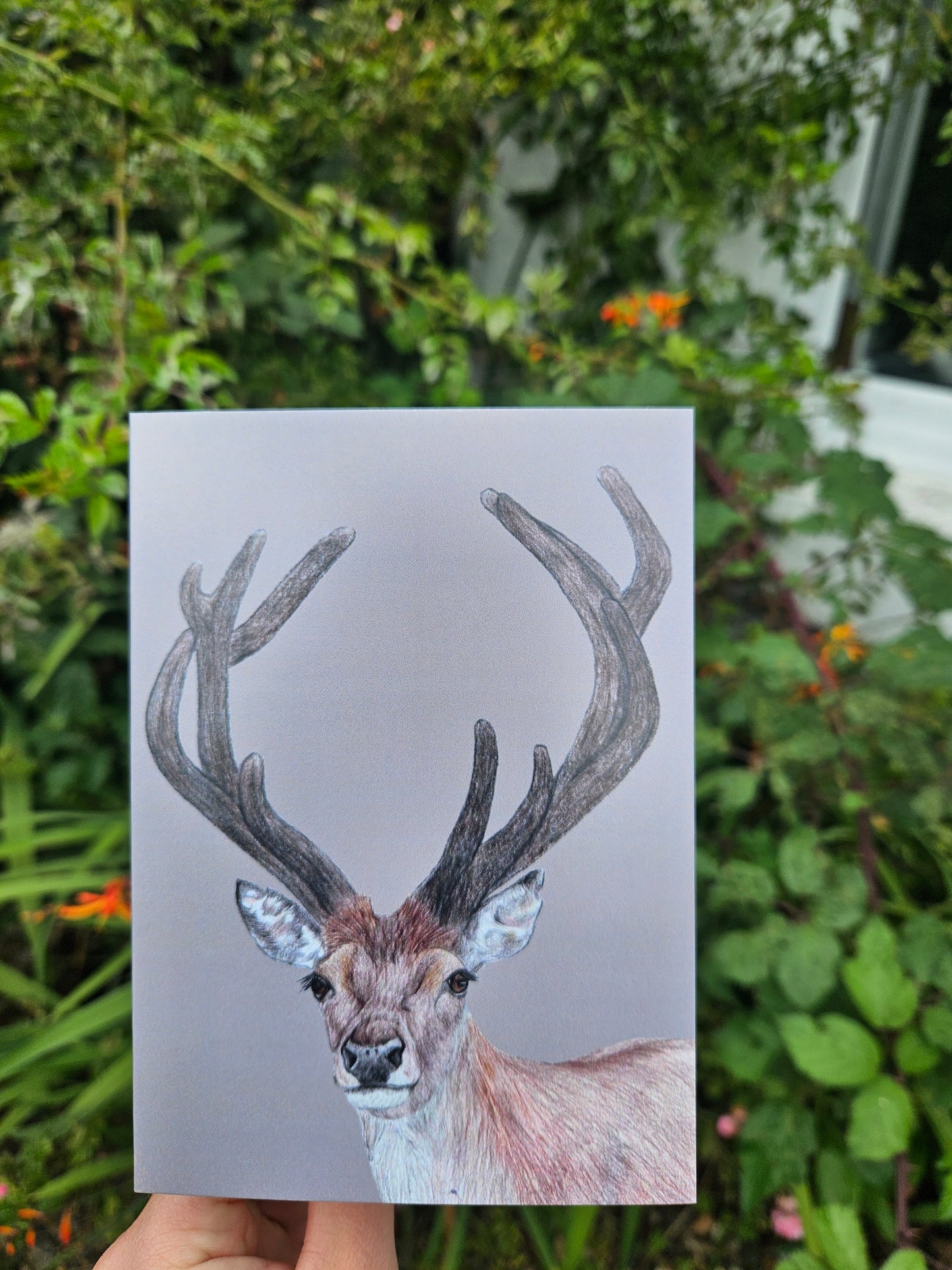 Greetings Cards